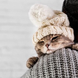 Сезонное снижение активности у кошек: почему зимой питомец становится вялым и как ему помочь Сезонное снижение активности у кошек: почему зимой питомец становится вялым и как ему помочь